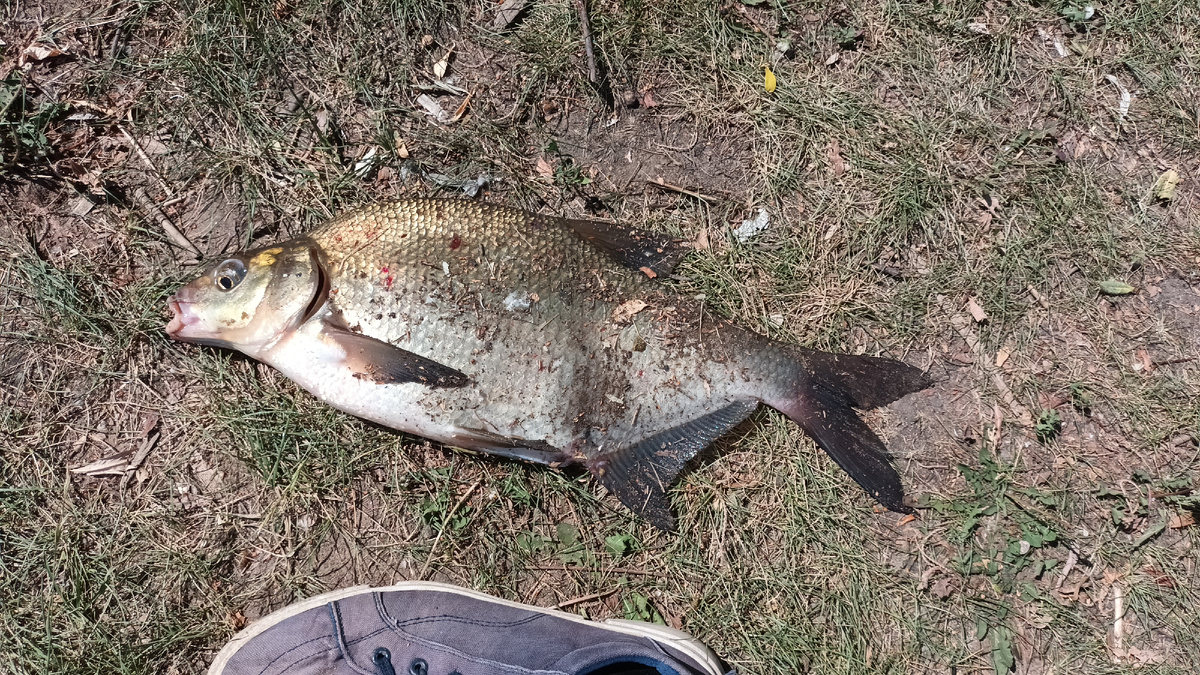 Лещ на фидер