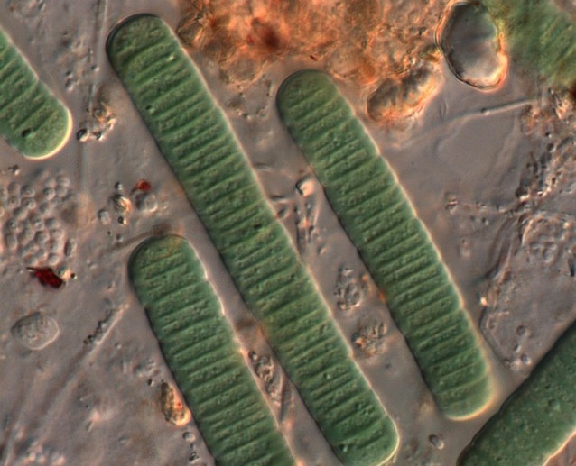 Найдены бактерии, живущие уже более 3 миллионов лет.
Источник фото: https://mtdata.ru/u23/photoAEE9/20058090804-0/original.jpg