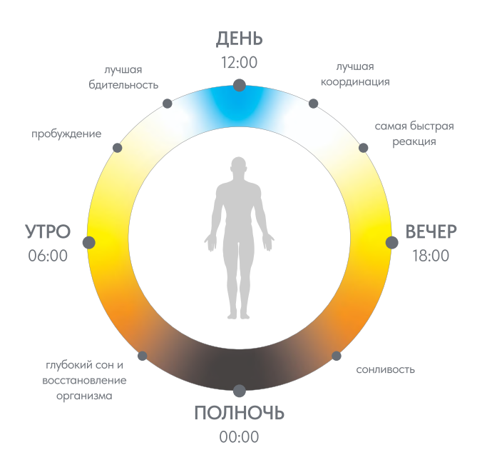Циркадные ритмы наглядно