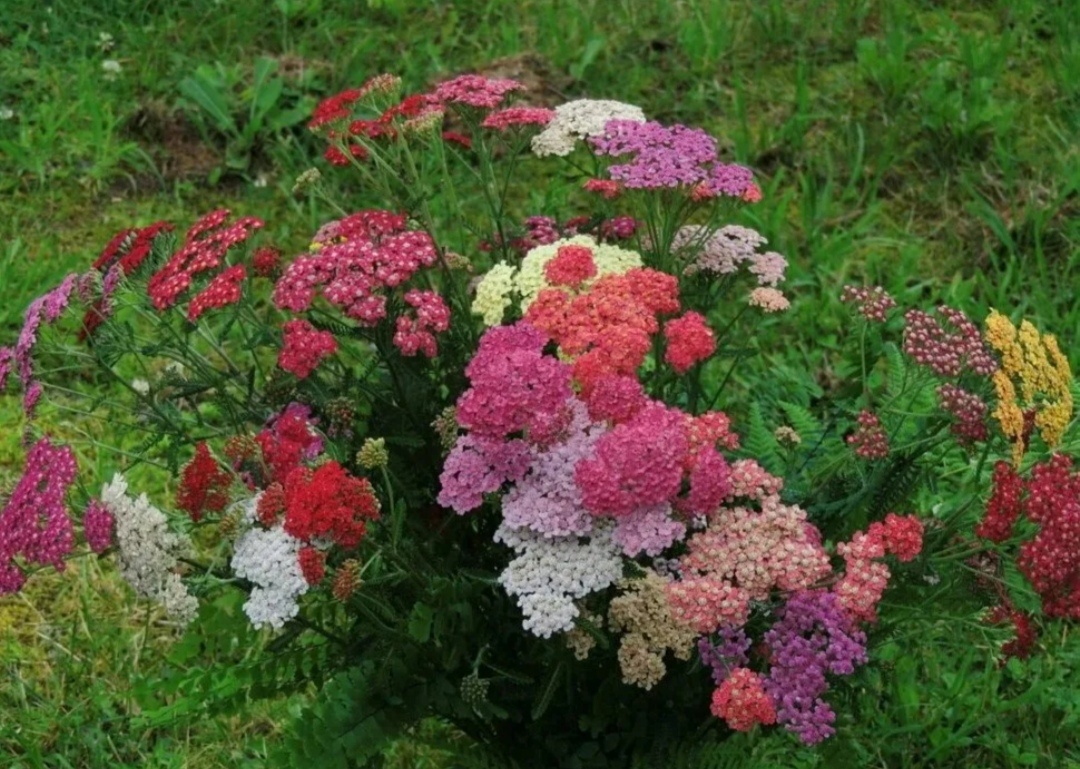 Тысячелистник "Летние акварели" 