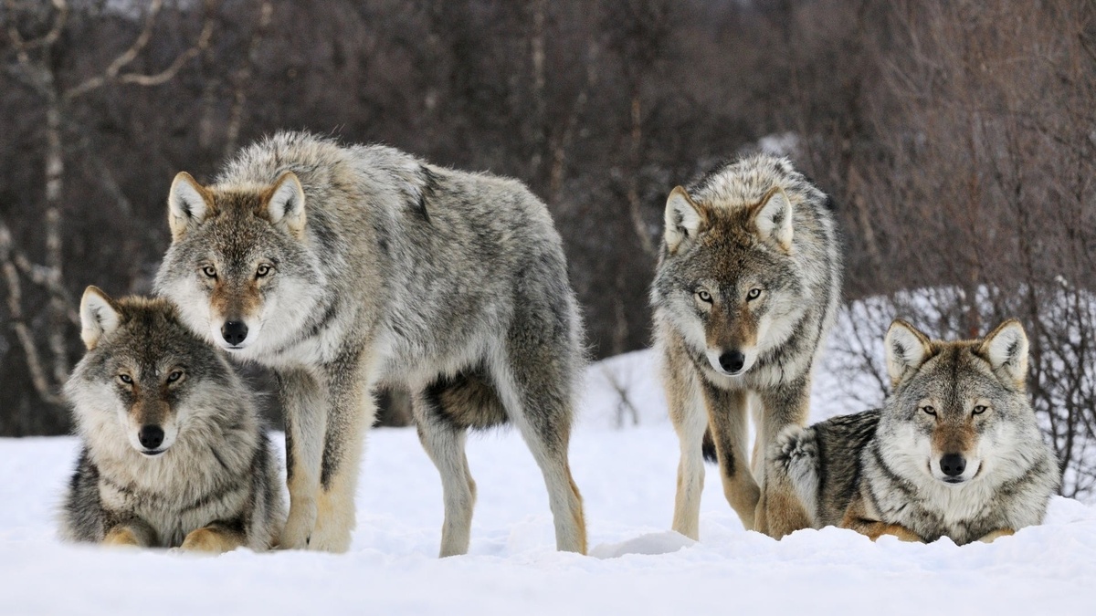 Стая волков, стремительно бегущая по заснеженной равнине, охотящаяся в лесной чаще или угрожающе воющая на луну – образ, который редко оставляет равнодушным.