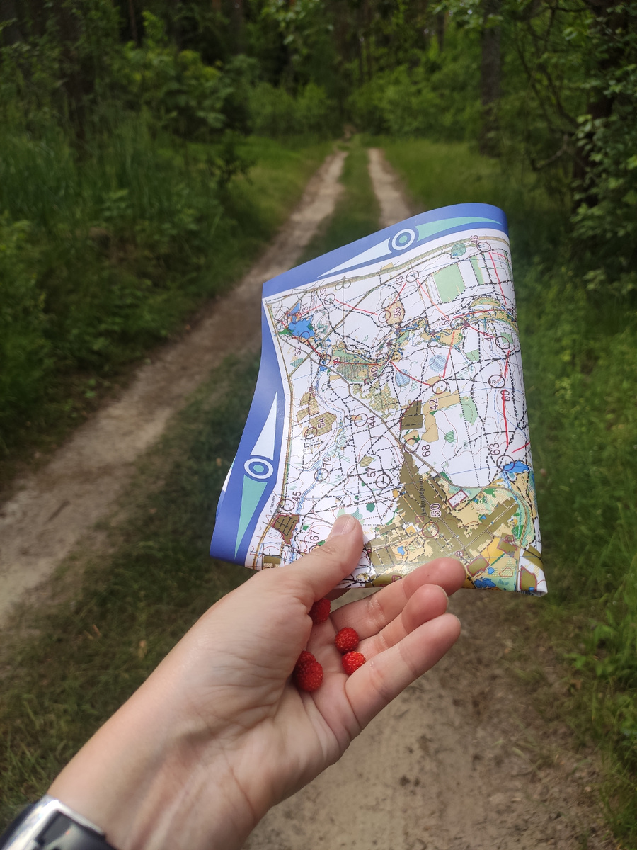 В лесу было очень много отвлекающей земляники 