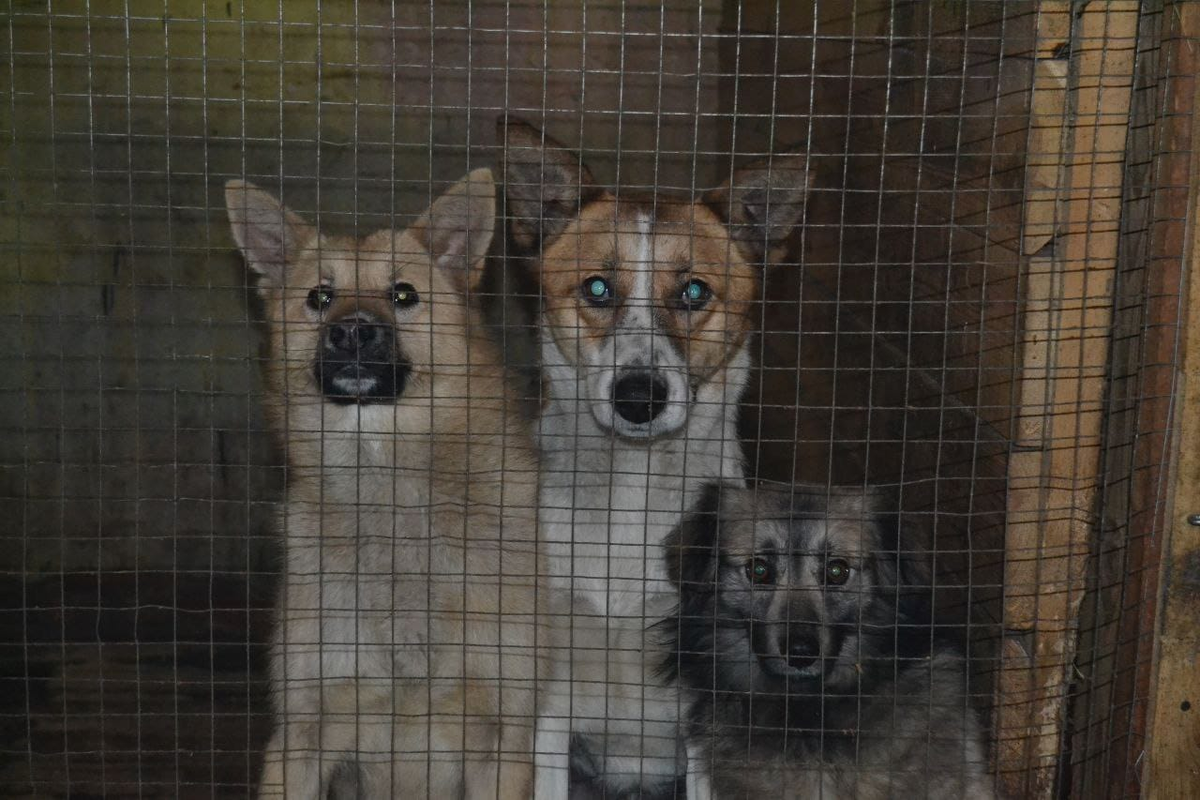 Наши пушистики ждут мясо 😋