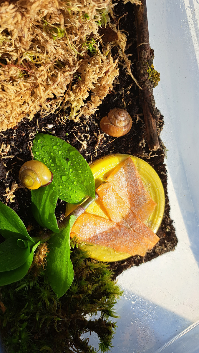 Cepaea nemoralis - в предвкушении ужина морковокой 🥕