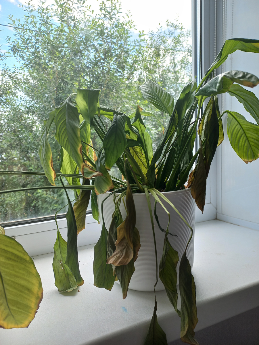 Вот он, бедняга