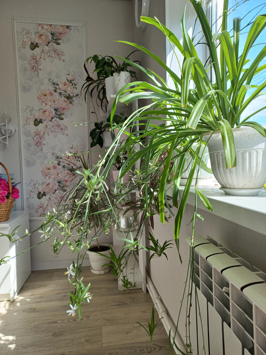 Совершенно неприхотливые создания 🤩