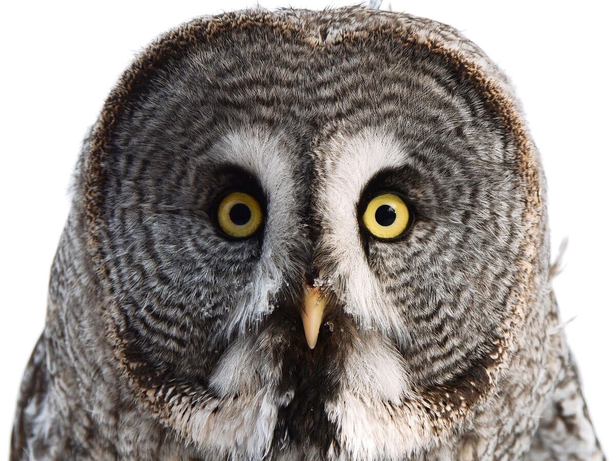    Неясыть© РИА Новости / Илья Наймушин