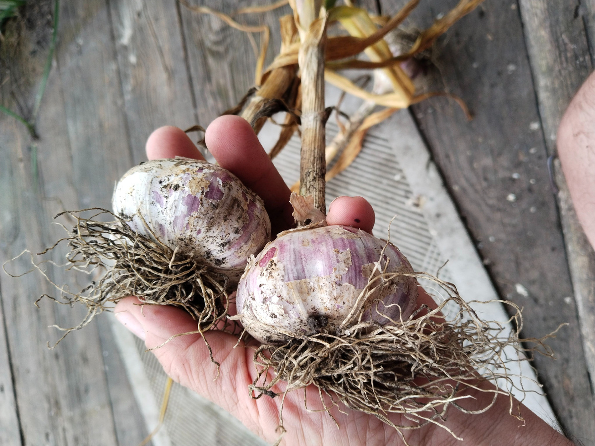 Озимый чеснок посаженный весной дал достойный урожай.