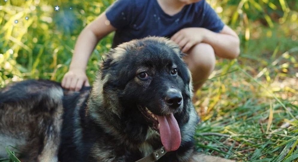 Одиссей ищет САМЫЕ ответственные ручки!