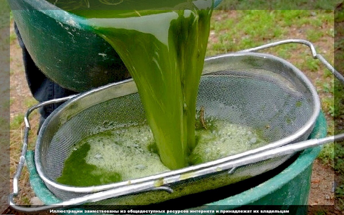 Подкормка бродиловкой. Антистрессовые препараты для растений. Антистрессовые препараты для растений. Удобрение из крапивы. Удобрение зеленая бродиловка.