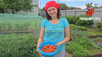 Небывалый урожай клубники🍓 доделываем всё, что не успели🏡 прогулка на речку #дачныйвлог #рябинаудачи