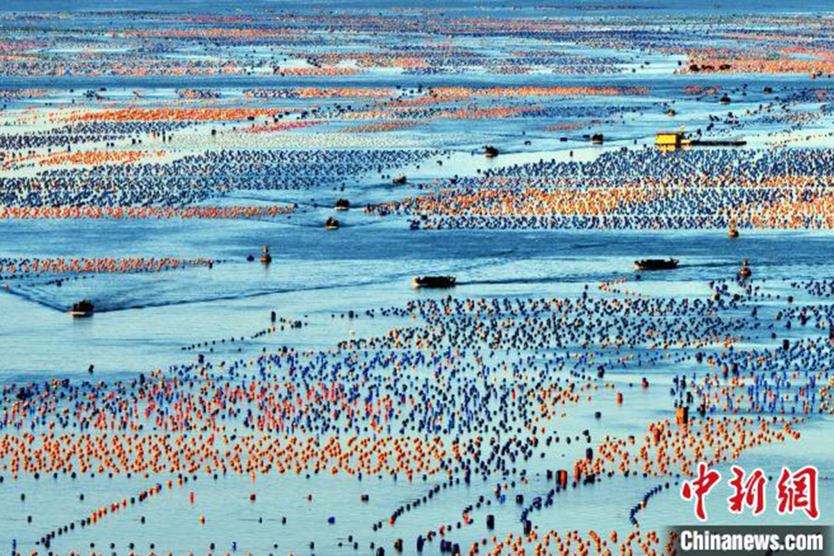    Фотофакт. В китайской провинции Фуцзянь начался сезон сбора морских ушек