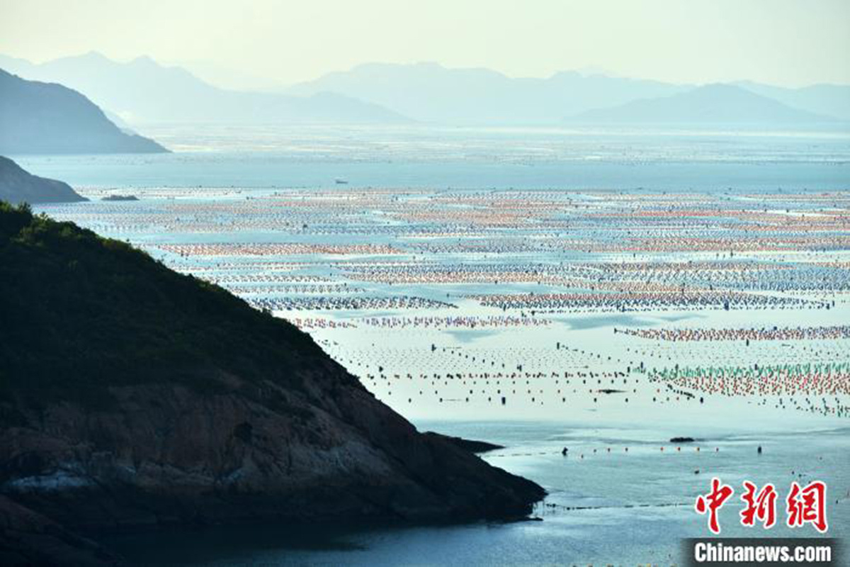    Фотофакт. В китайской провинции Фуцзянь начался сезон сбора морских ушек