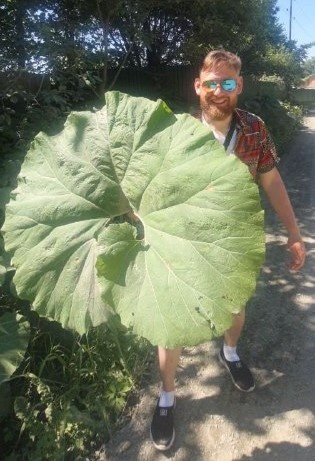 На фотографии белокопытник 