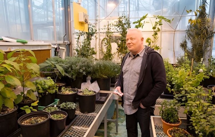    Ученые вырастили модифицированные тополя для синтеза ценного сквалена вместо печени акулы