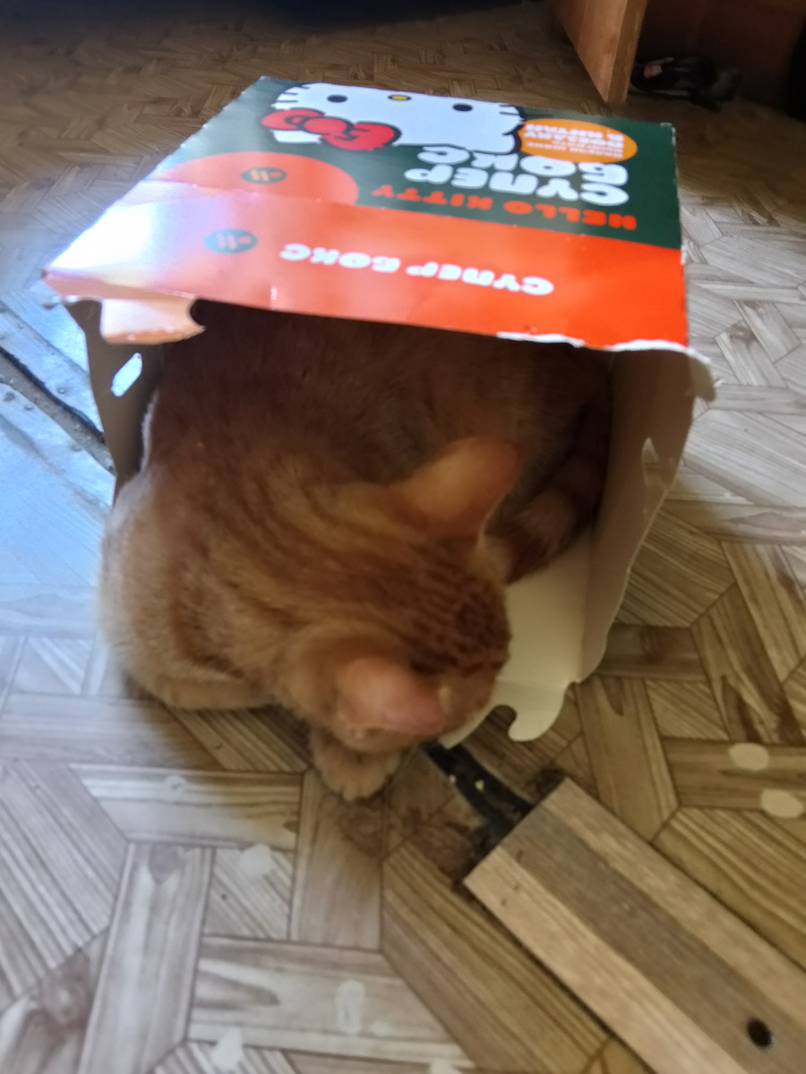 Специально для кота оставили коробку. Уж больно она ему по размеру подошла.