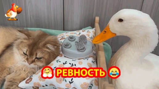 Селезень ревностно ломал массажер у Кошки 😮 И требовал внимания у пушистой подруги ❣️🤗😂