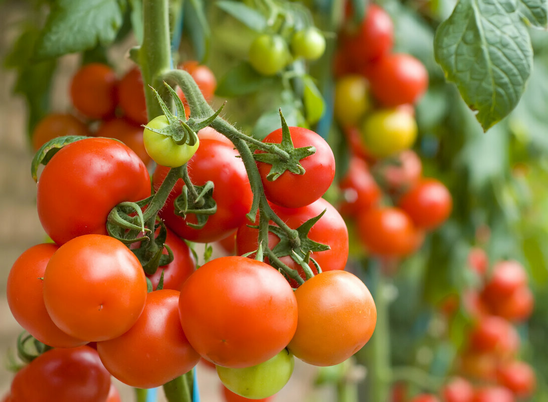 Хороший урожай томатов
