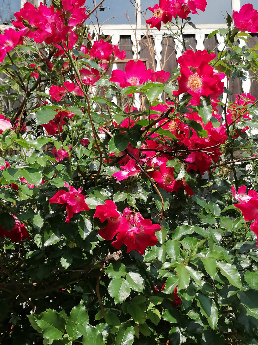 Плетистая роза.. Фото автора.

