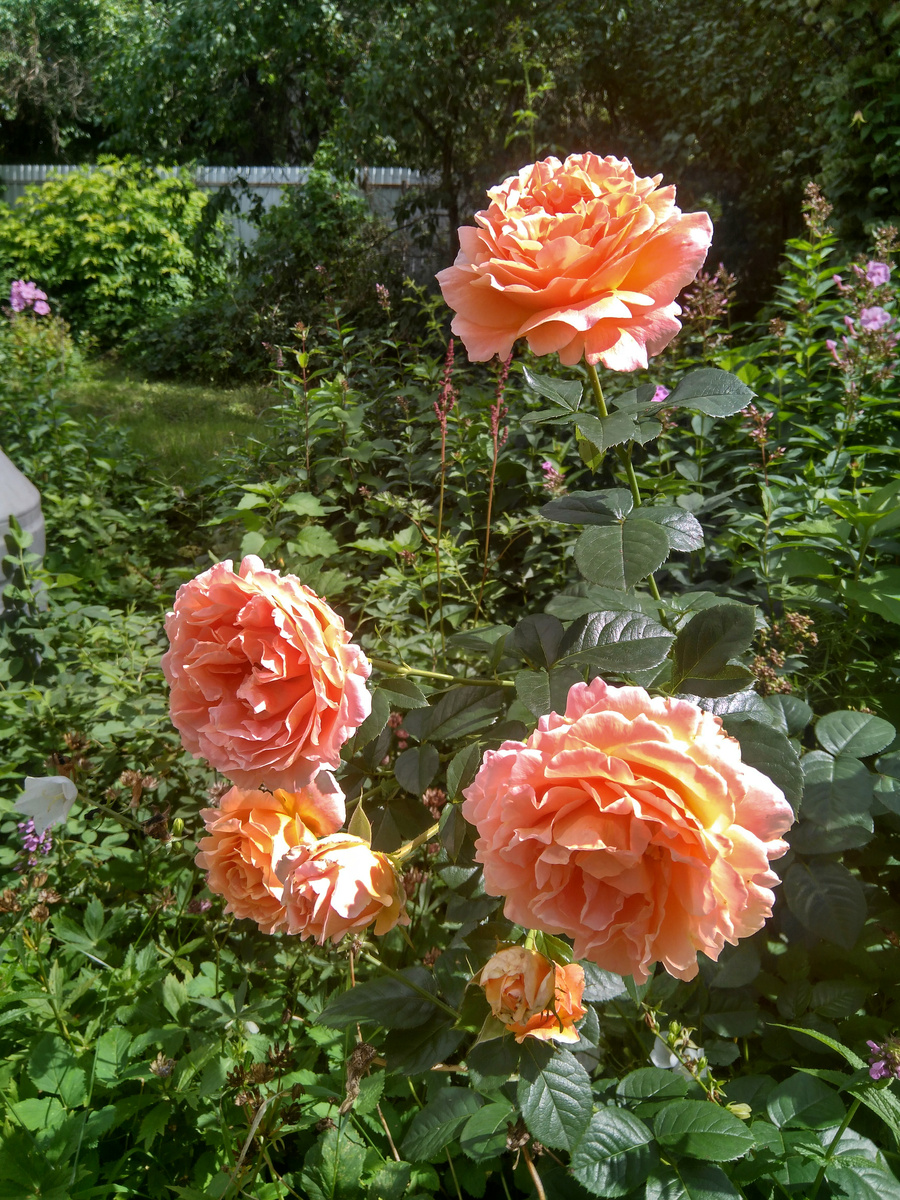 Розы. Фото  автора.


