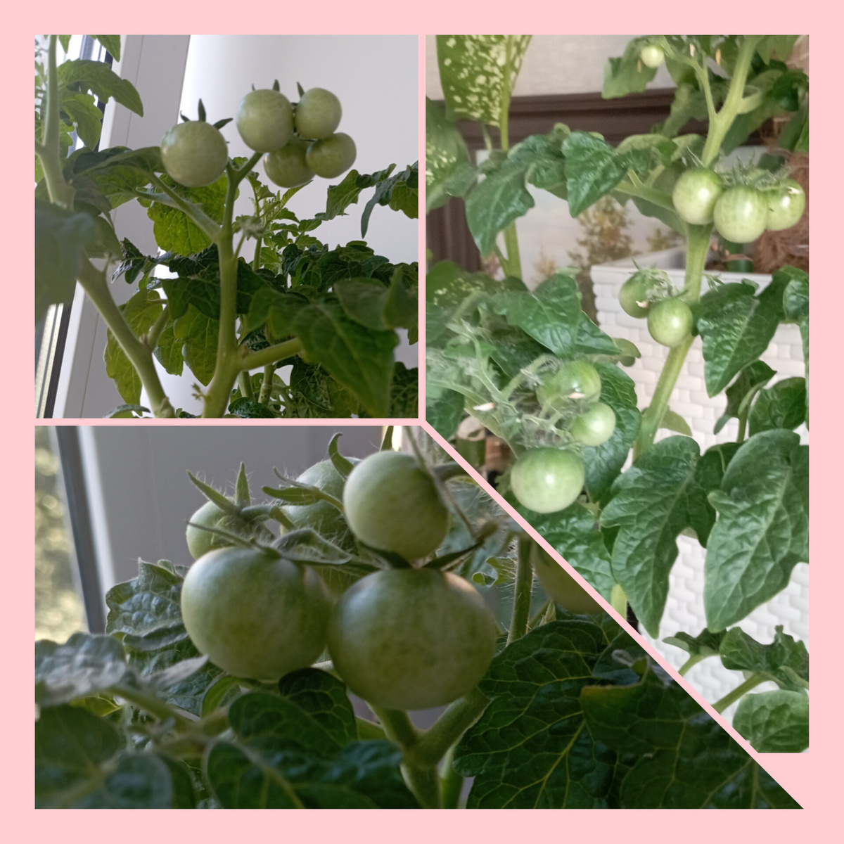 Фактический размер плодов как у сорта "Черри"