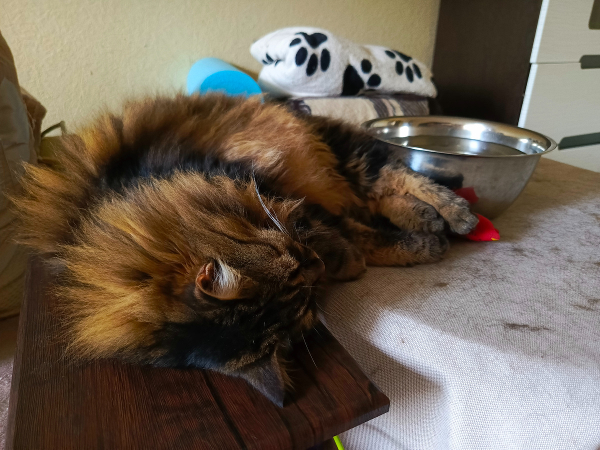 На столе это шерсть моя, стараюсь.