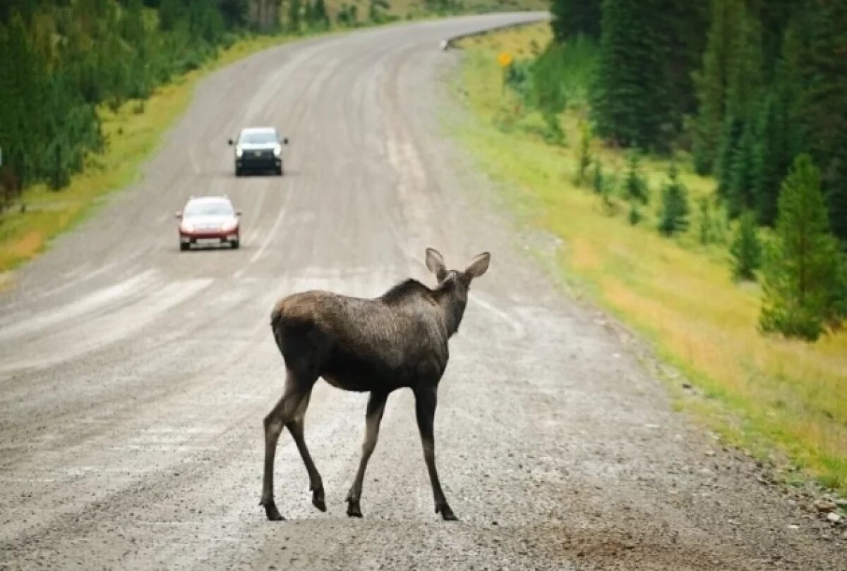    «В поисках еды».