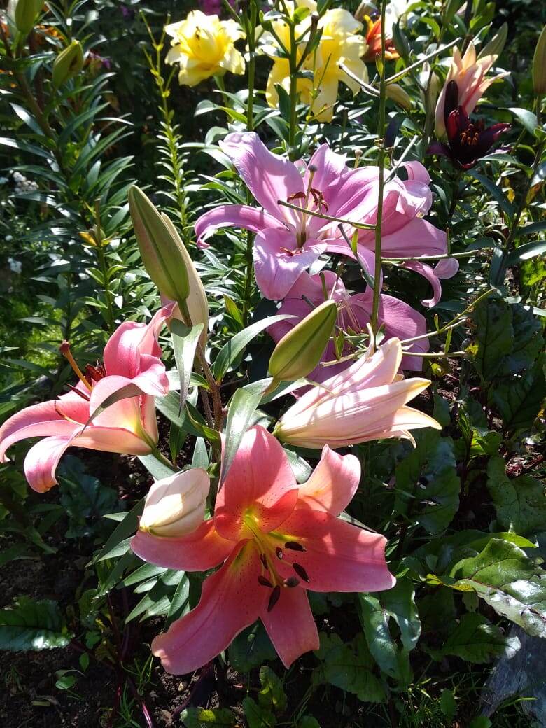 С красотой лилий в период цветения ничто не сравнится!