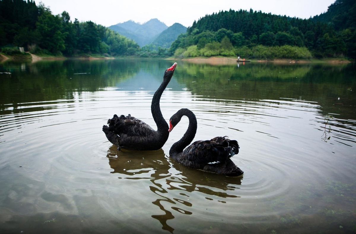 Яндекс. Картинки. 