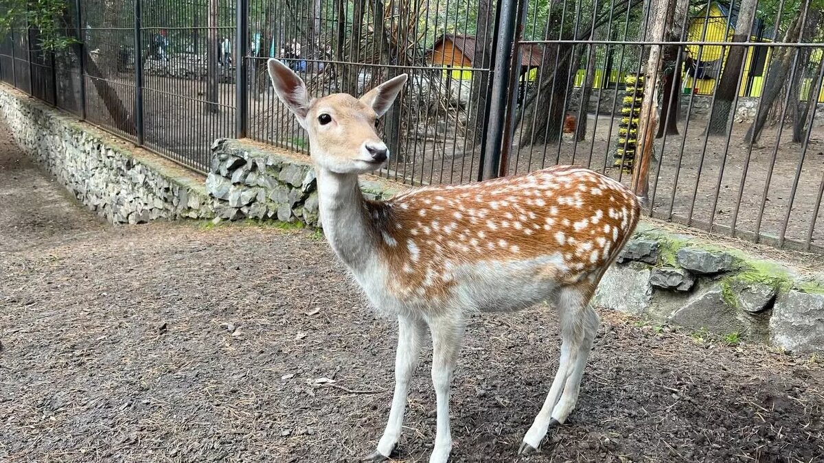     Источник: atas.info