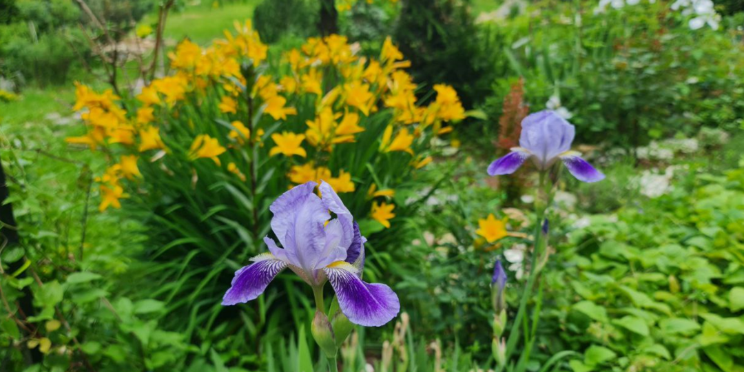 Фантастическая четверка: подборка доступных и эффектных цветущих многолетников, без которых не обойтись в мокром тенистом саду