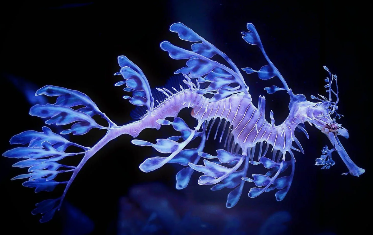 Морской дракон (Phycodurus eques)