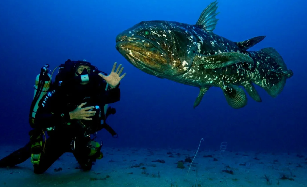 Латимерия (Latimeria chalumnae)