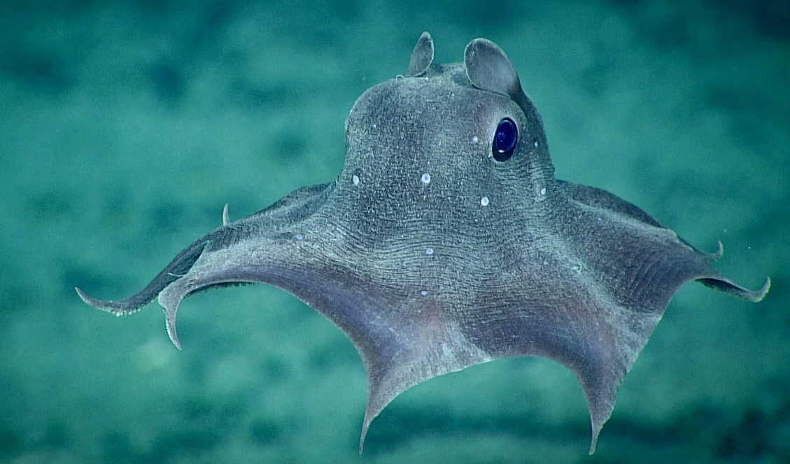 Осьминог-дамбо (Grimpoteuthis)