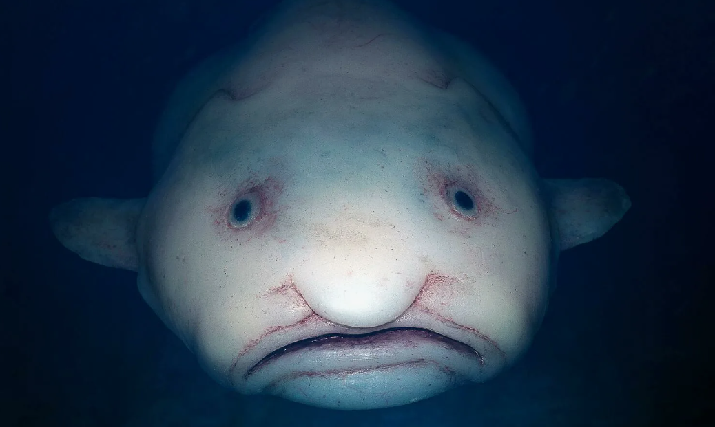 Рыба-капля (Psychrolutes marcidus)