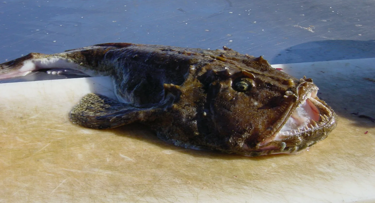 Морской черт (Lophius piscatorius)