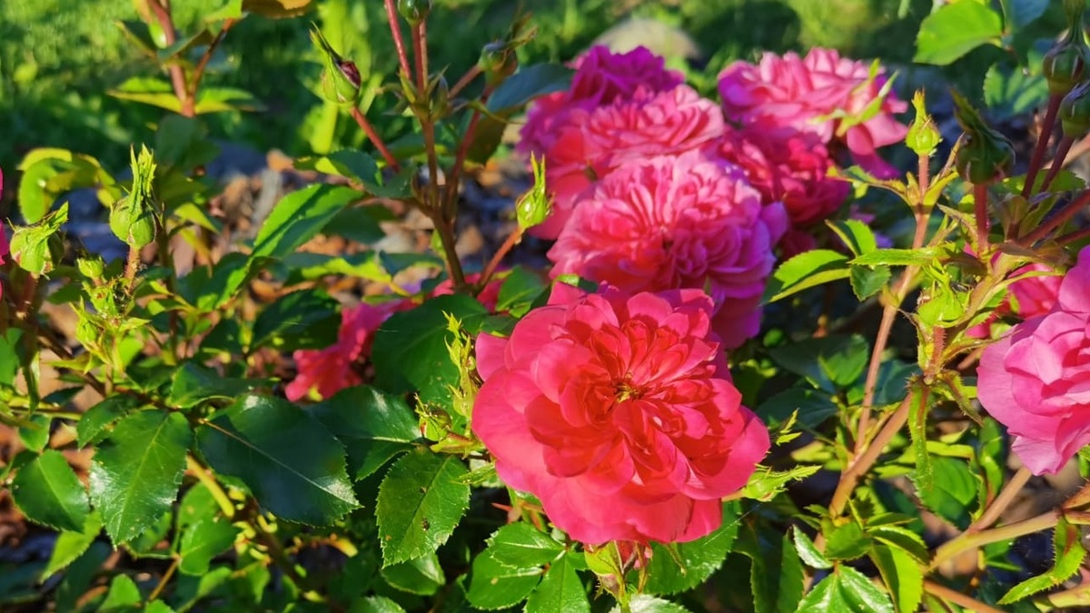 В жару розам очень тяжело. Еще тяжелее от того, что садоводы не знают, как правильно поливать: обильно или поверхностно, под корень или дождеванием. 