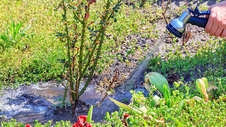 Дождевания розам хватает от проходящих дождей, больше не требуется.