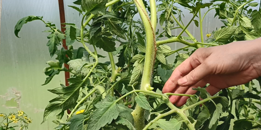 Об этом точно никто не знает. Причины жирования томатов, о которых вы не подозревали