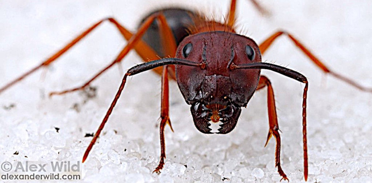 Рабочая особь Camponotus floridanus