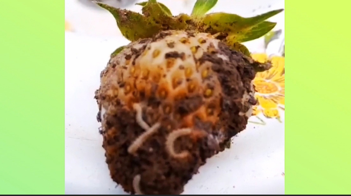 кивсяки на клубнике, белые червяки