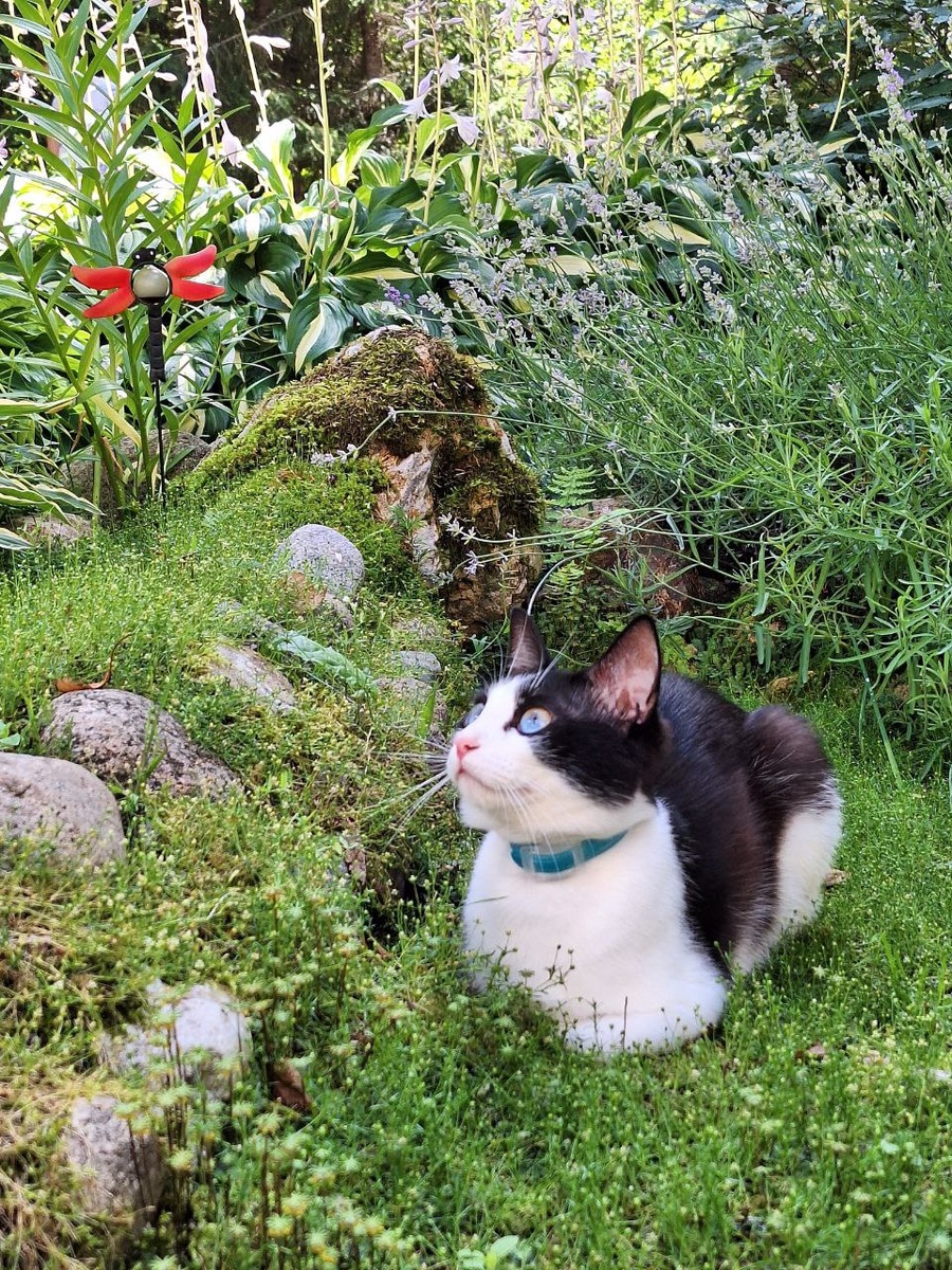 Ляпис - котик моей дочери. У него тоже кани 🥰