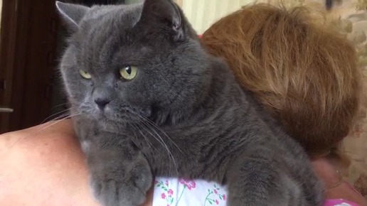 Британский кот настолько недоволен, что аж ругается, возможно нецензурно
