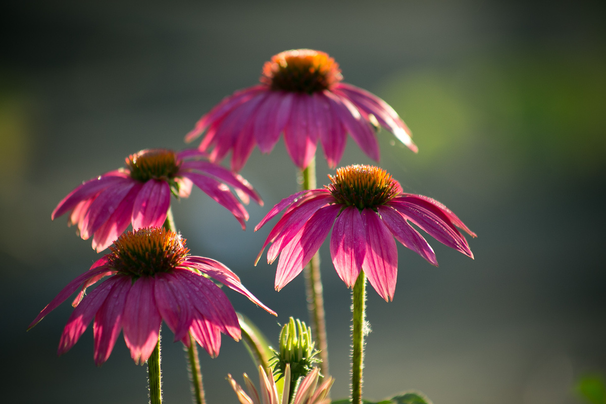 Эхинацея пурпурная Powwow Wild Berry. Автор фото Елена Якимова / Greenfingers