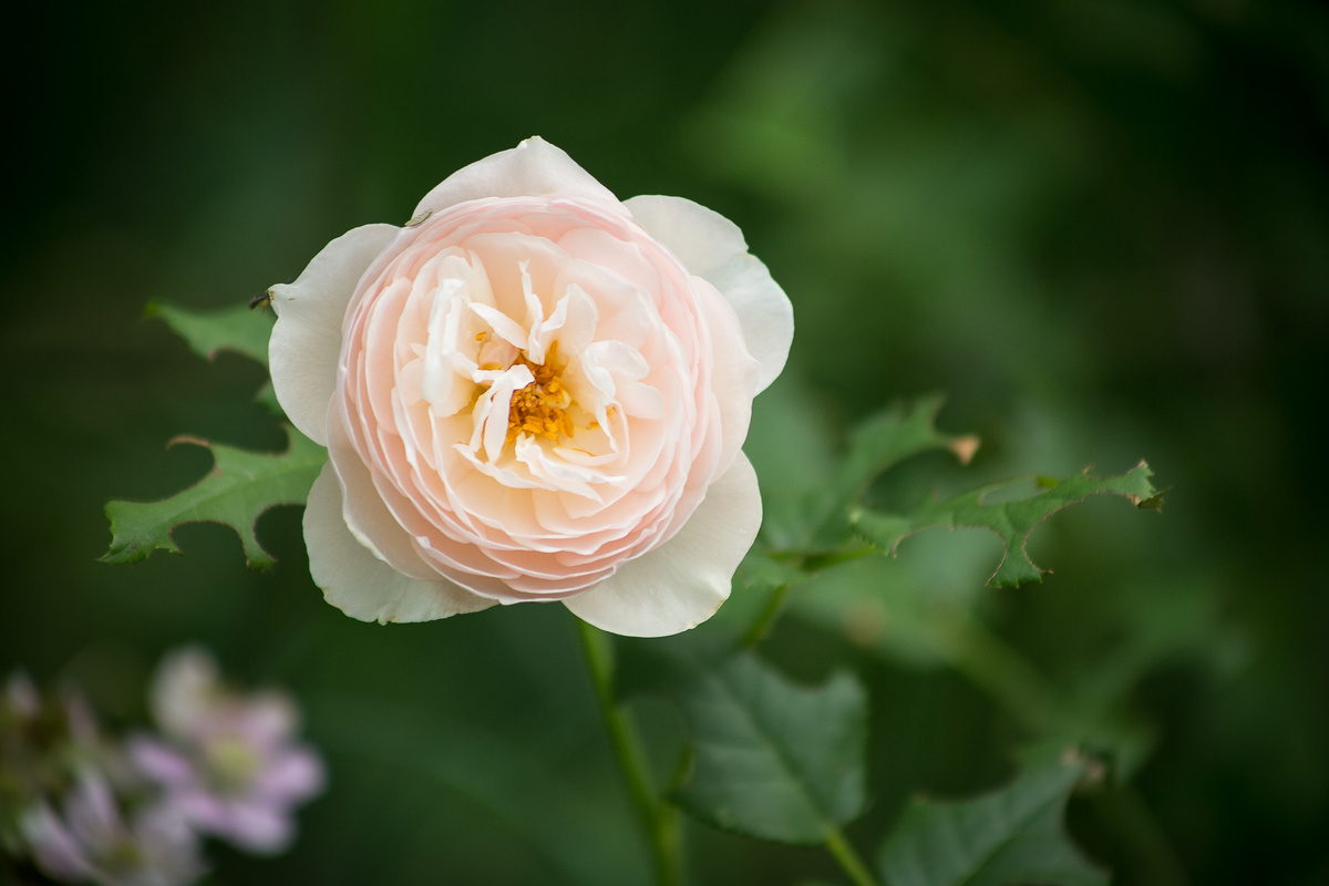 Роза Дэвида Остина Herritage. Автор фото Елена Якимова / Greenfingers