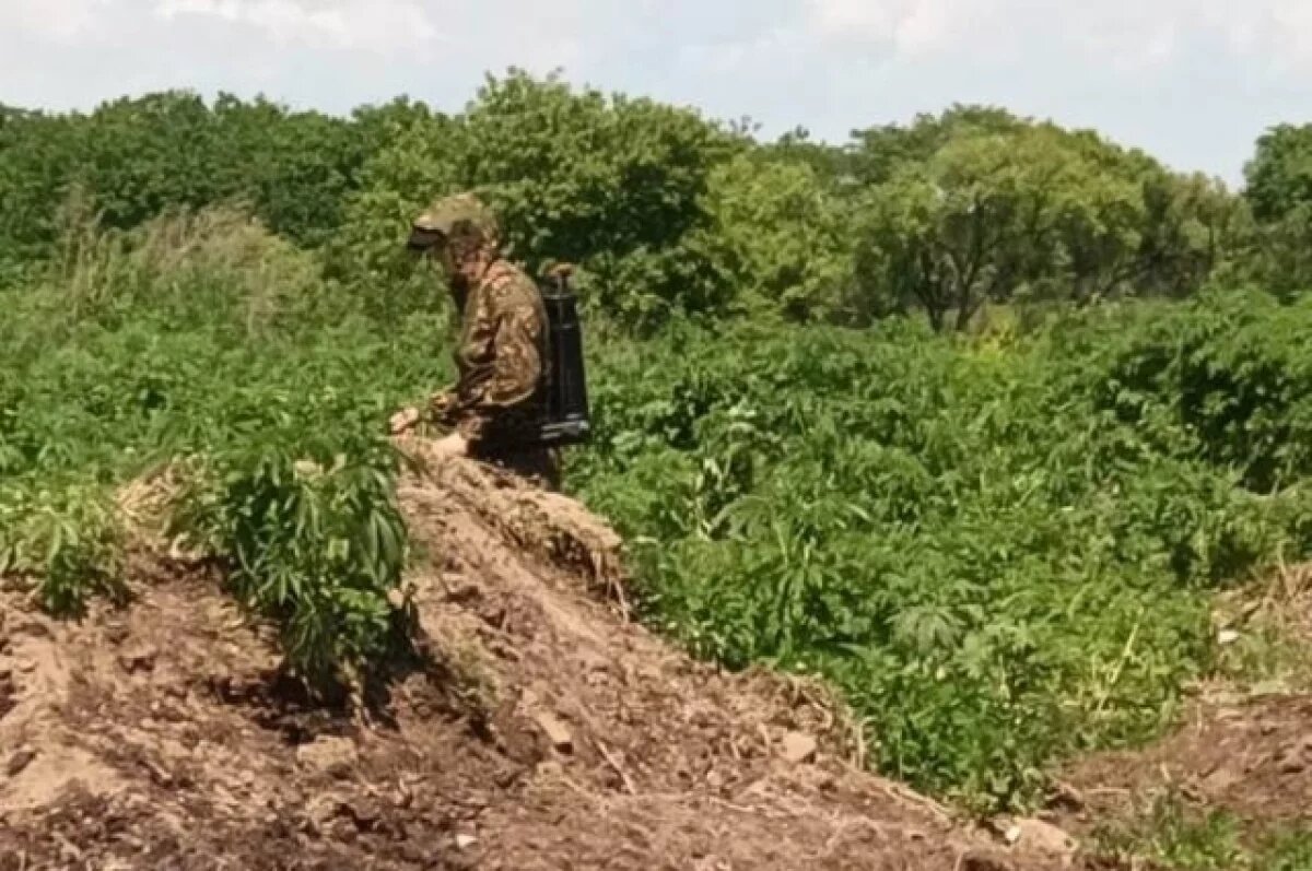    Очаги дикорастущей конопли уничтожены полицией в Биробиджане