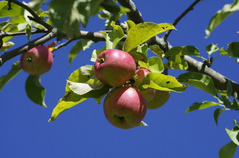   Игорь Самохвалов/ПГ