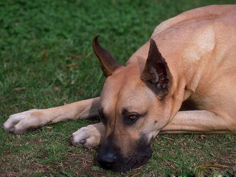 Аллергия - бич не только человечества, но и собак