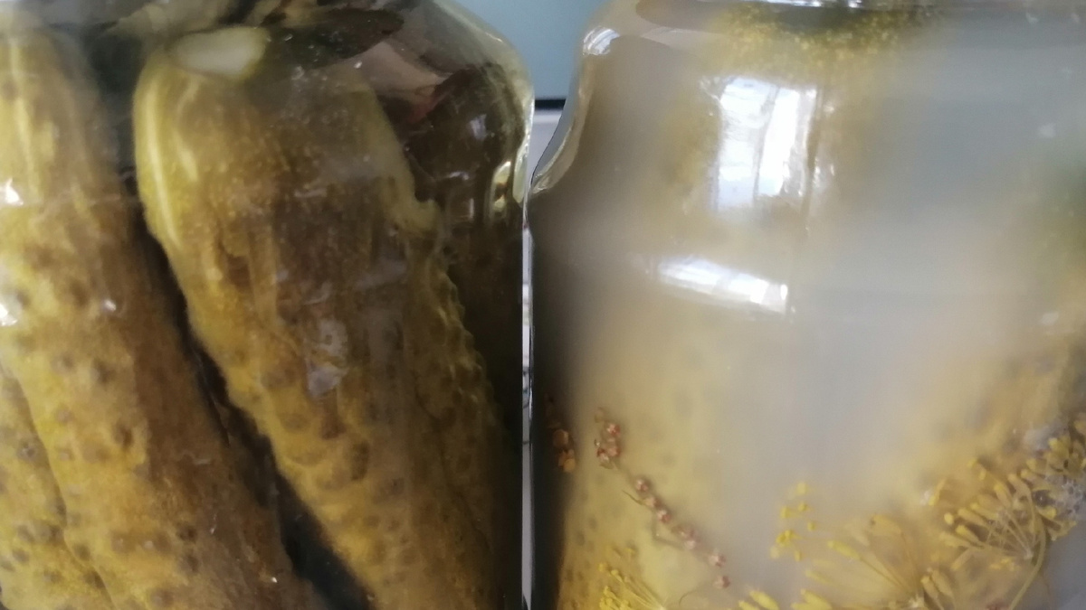 Но прошло всего пару дней и рассол в банках начал менять прозрачность. 