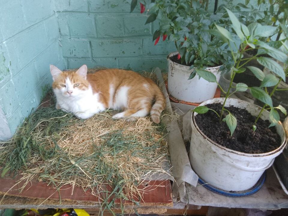 Байкер и сено